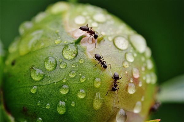 梦见嘴内有虫