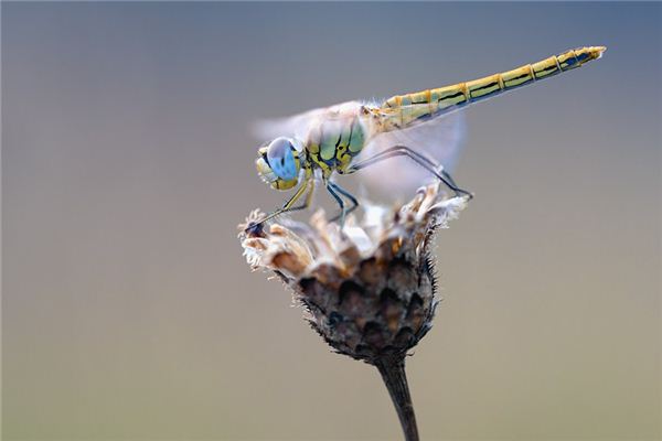 梦见抓蜻蜓