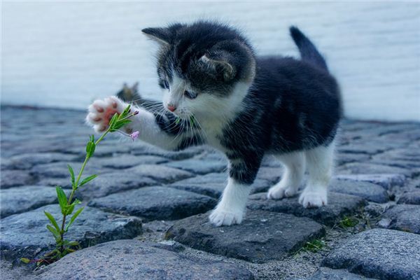 梦见宠物