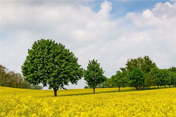 梦见遍地菜花