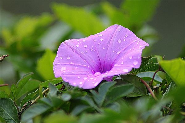 梦见牵牛花开