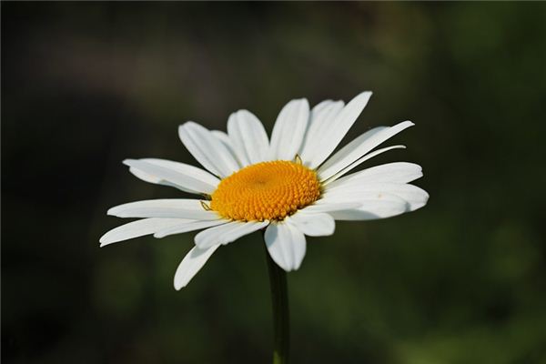 梦见白花