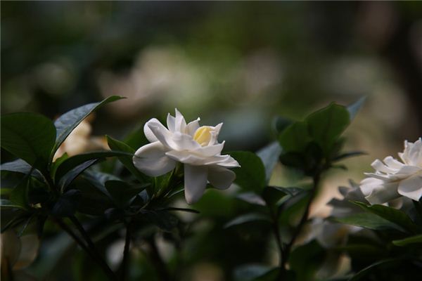 梦见栀子花