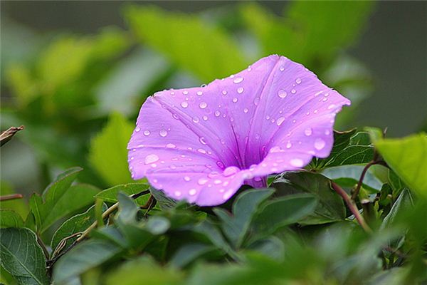 梦见牵牛花