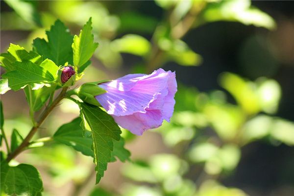 梦见芙蓉花