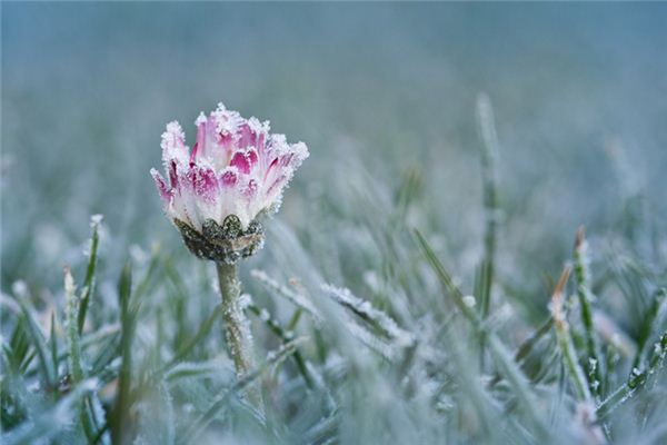 梦见雪中开花