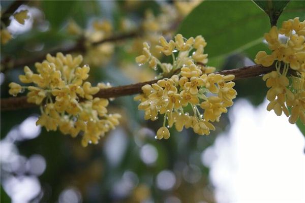 梦见桂花 月桂花