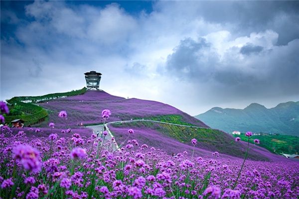 梦见一片花海