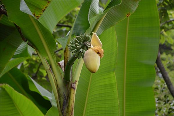 梦见芭蕉