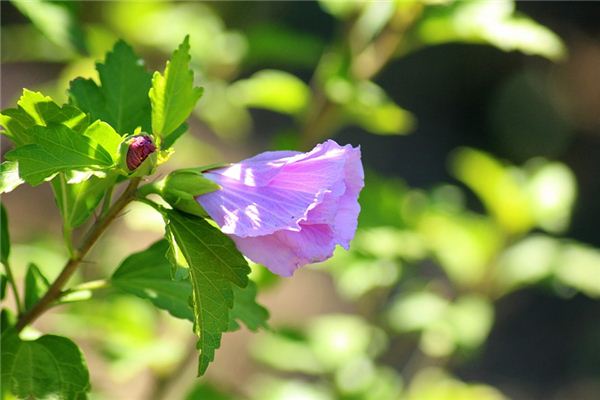 梦见芙蓉