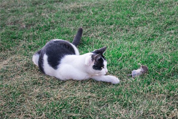 梦见猫抓老鼠 猫捉老鼠