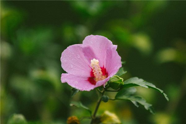 属狗的“桃花”色